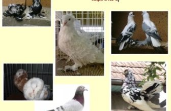 „Columbofilia - tradiție și pasiune”, …