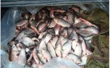 Peşte ilegal depistat de poliţiştii …