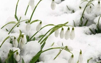 Vremea geroasă în mare parte …