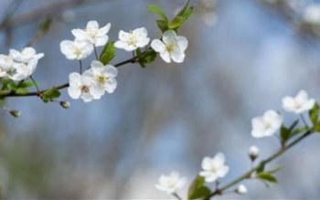 Când vine primăvara. Până miercuri …