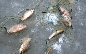 Dosare penale pentru braconaj piscicol