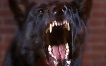 Câine agresiv tranchilizat cu ajutorul …