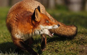 Primarii din județul Botoșani în …