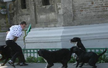 Jandarmii botoșăneni în alertă! Apeluri …