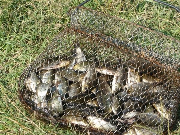 Dosare penale întocmite de polițiștii de frontieră botoșăneni pentru braconaj piscicol pe râul Prut