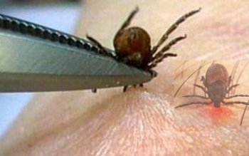 Atenţie la CĂPUŞE! Opt persoane …