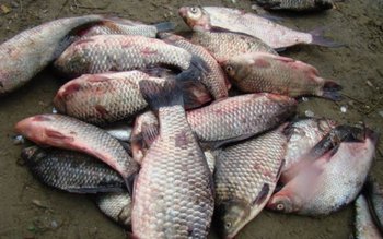 Dosar penal pentru un tânăr …