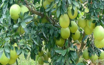 Pomelo, uriaşul citricelor, mină de …