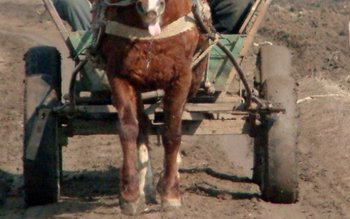 Minoră agăţată şi târâtă de …