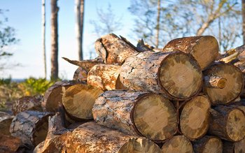 Exporturile de material lemnos vor …