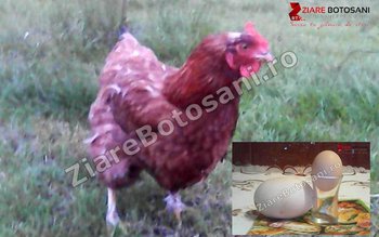 O găină din Mileanca, județul …