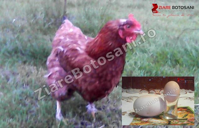 O găină din Mileanca, județul Botoșani poate intra în Cartea Recordurilor. A făcut un ou gigant – VIDEO | FOTO