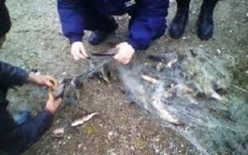 Braconaj cu plase monofilament de …