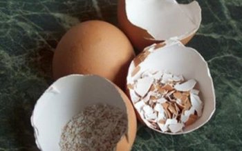 Tu arunci cojile de ouă? …