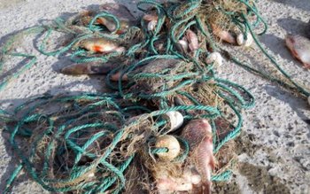 Braconaj cu plase monofilament de …