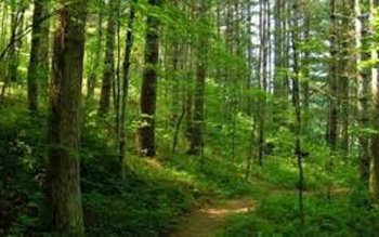 Trei adolescente rătăcite în pădurea …