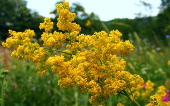 Drăgaica sau Sânzienele în tradiția …