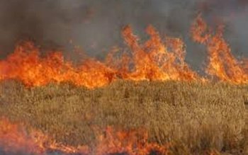 Lan de grâu incendiat de …