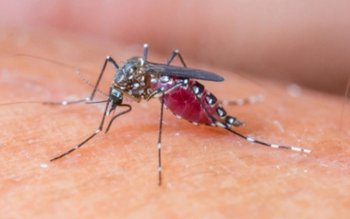 Remedii naturale eficace pentru înţepăturile …