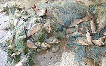 Braconaj cu plase monofilament de …