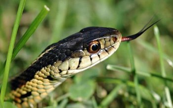 Trei suceveni au fost muşcaţi …