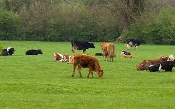 UE nu mai este „lapte …