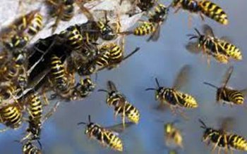 Acțiune inedită a pompierilor: a …