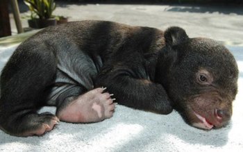 A crezut că a cumpărat …