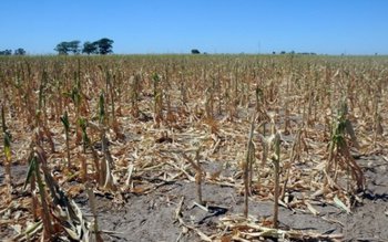 Despăgubiri pentru secetă, anul viitor