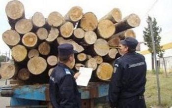 Peste 850 mc de material …