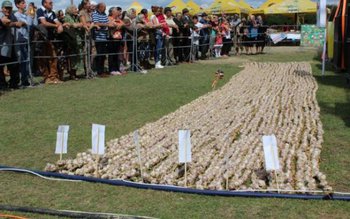 Copălăul intră în Cartea Recordurilor …