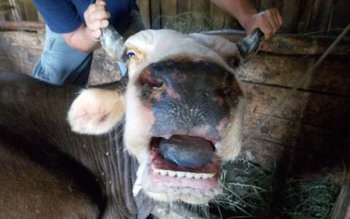 Atenţie! Boala limbii albastre revine. …