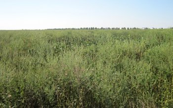 O buruiană care crește pe …