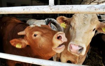 „Boala limbii albastre” a fost …