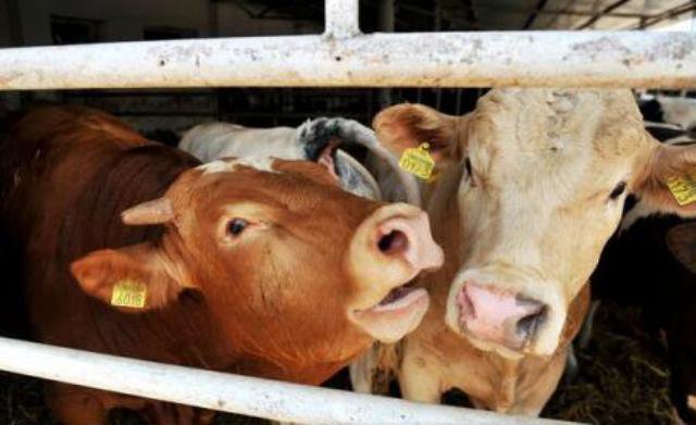 „Boala limbii albastre” a fost confirmată la 18 bovine din județul Botoșani. Nu a fost înregistrată nicio mortalitate!