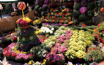 Florăresele şi vânzătorii de flori …