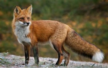 Seceta a dublat numărul vulpilor. …