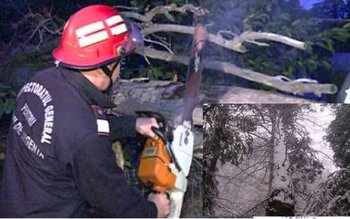 Intervenție dificilă a pompierilor: Arbori …