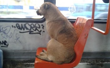 În ce oraş din România …