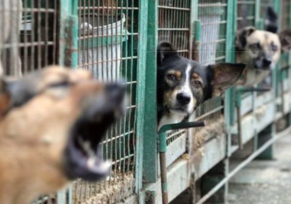  Haită de câini capturată de hingheri în urma unui apel la 112