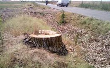 Defrișări în masă pe drumul …