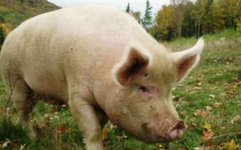 Caz bizar - panică într-un …