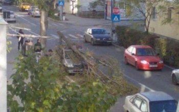 Copac căzut peste o maşină …
