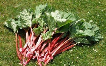 Leguma care distruge celulele maligne …