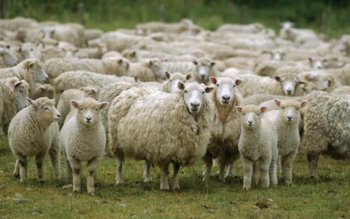 Cercetătorii din Botoşani creează o …