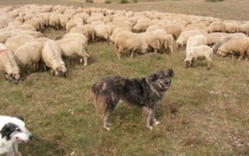 Uluitor! Parlamentarii au stabilit numărul …