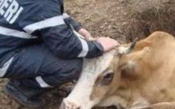 Bovină căzută în beci, salvată …