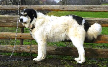 Ministrul Agriculturii a anunţat ciobanii …