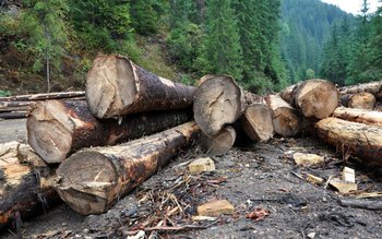 Defrișările ilegale, considerate amenințări la …