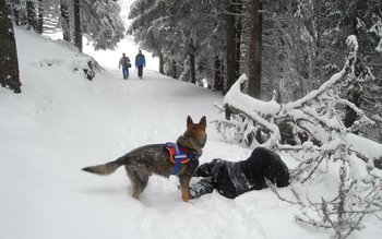 Câinii salvatori – ajutor de …